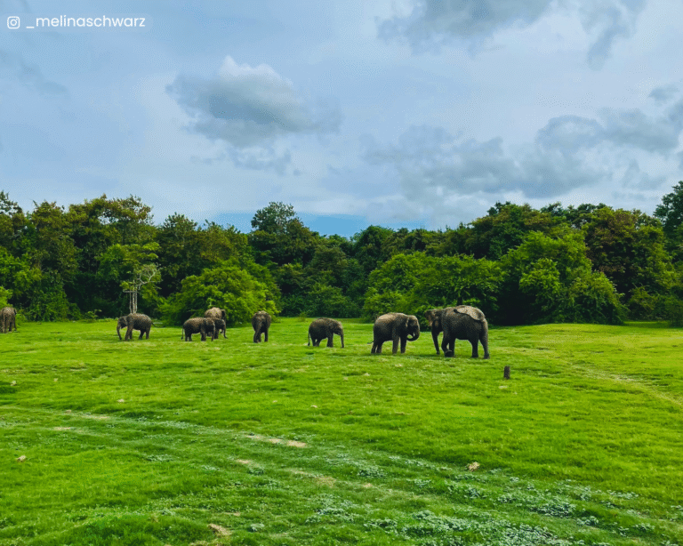Elephant herd with calves
