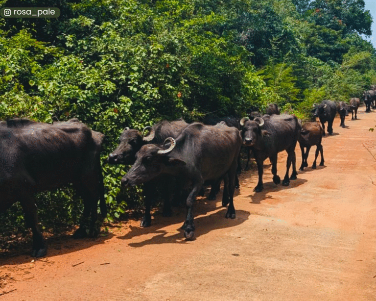 Glimpse of village life - water buffalo herd en route to Ritigala Monastery