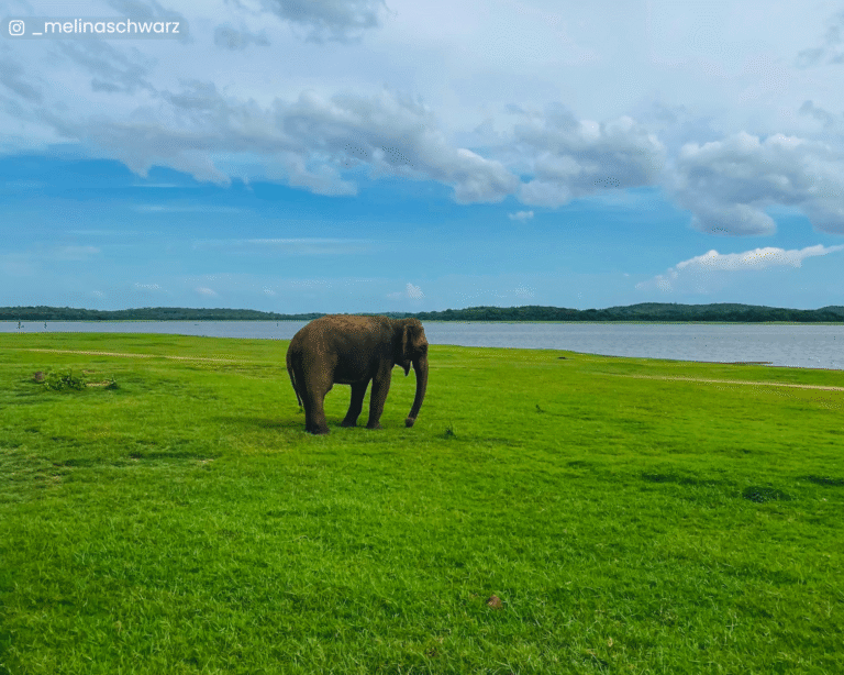 Lone elephant feeding by the lake