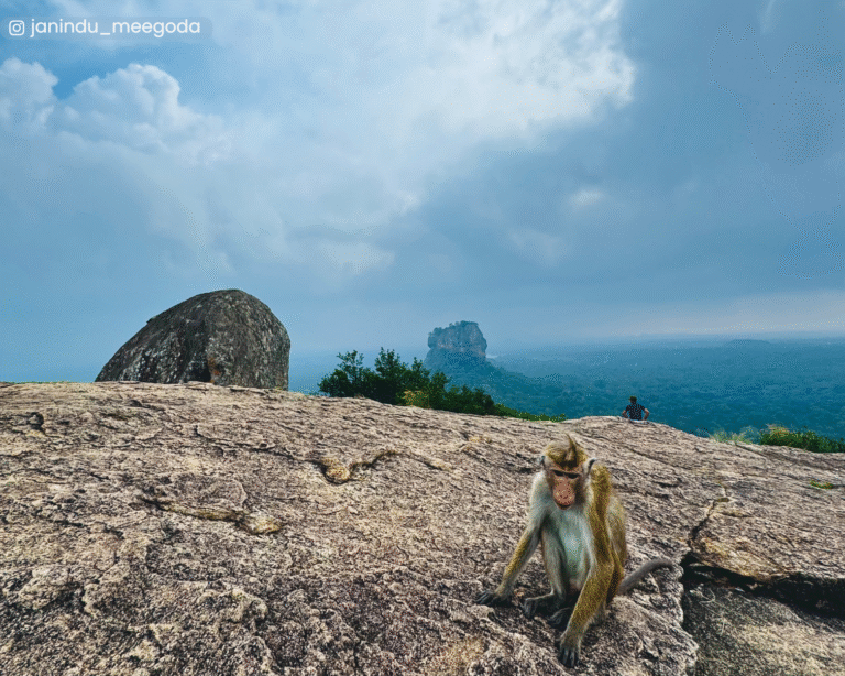 Pidurangala Rock, with occasional monkey visits
