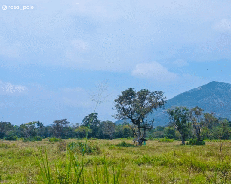 Roadside view of mountains and open plains