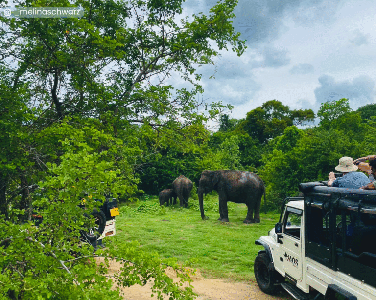 Safari experience at Kaudulla