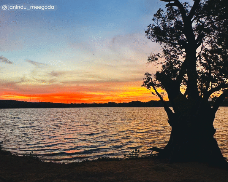 Sunset glow at Habarana reservoir riverbank