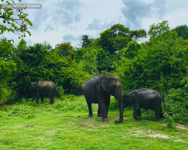 Wild elephants near the tree line