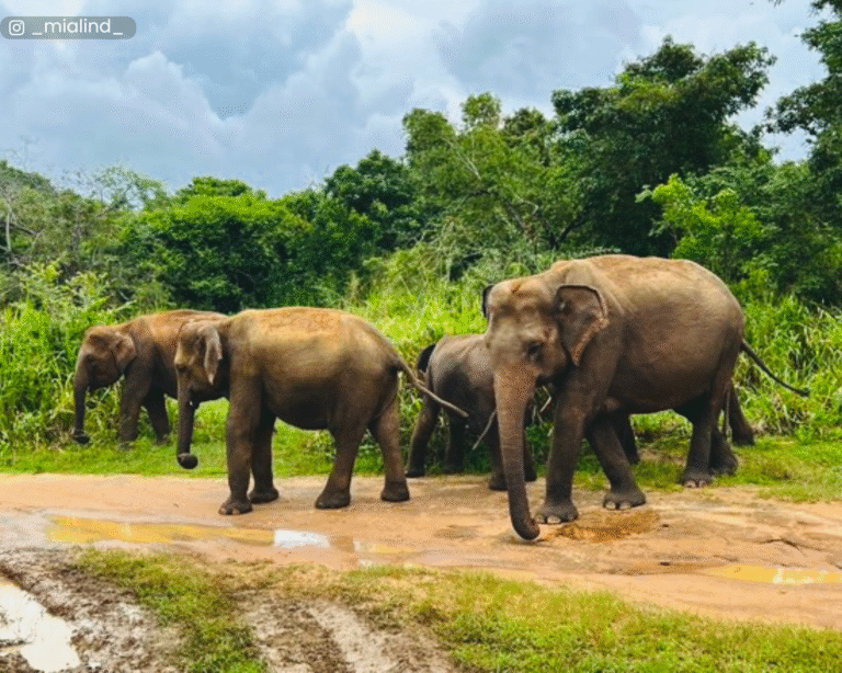 A closer view of an elephant herd