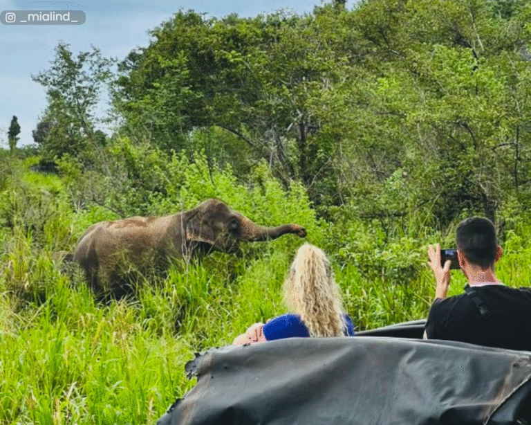 Elephant feeding in the tall grasslands