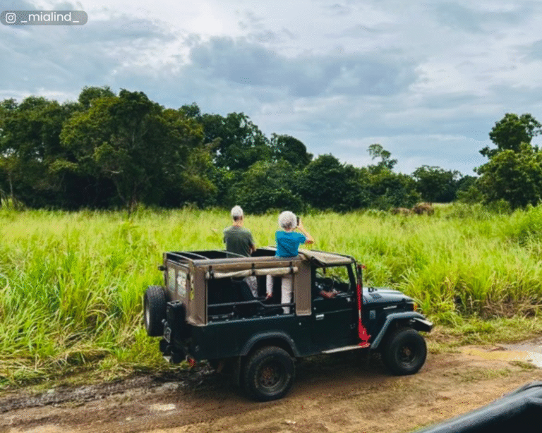 Glimps of a small elephant herd
