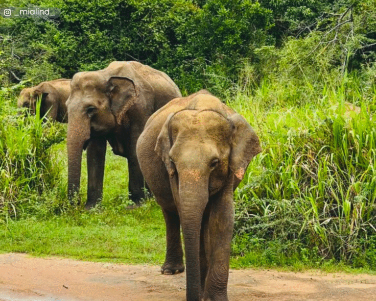 A closer view of an elephant herd