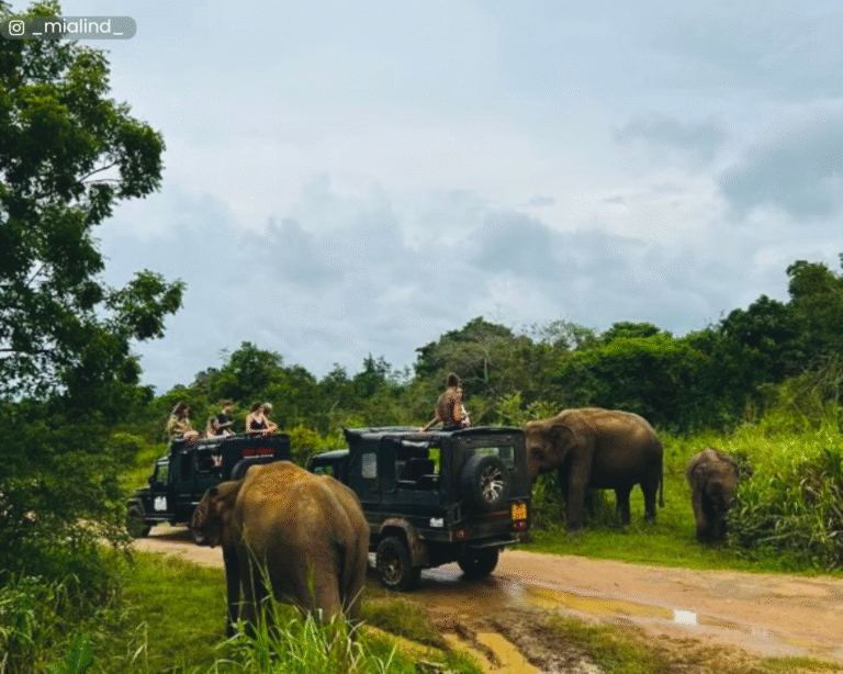 Safari experience at Hurulu Eco Park