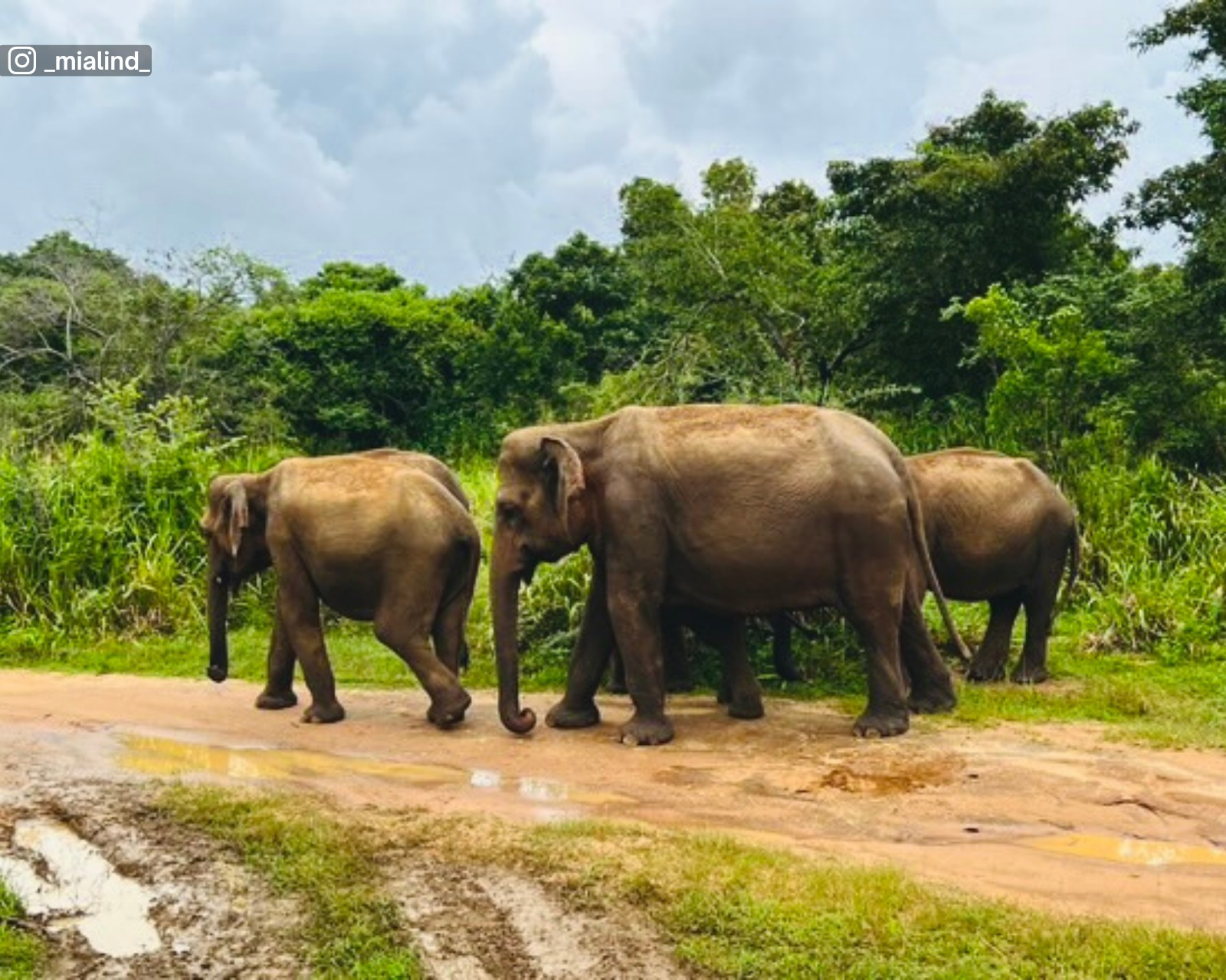 Closer view of an elephant herd at Hurulu Eco Park