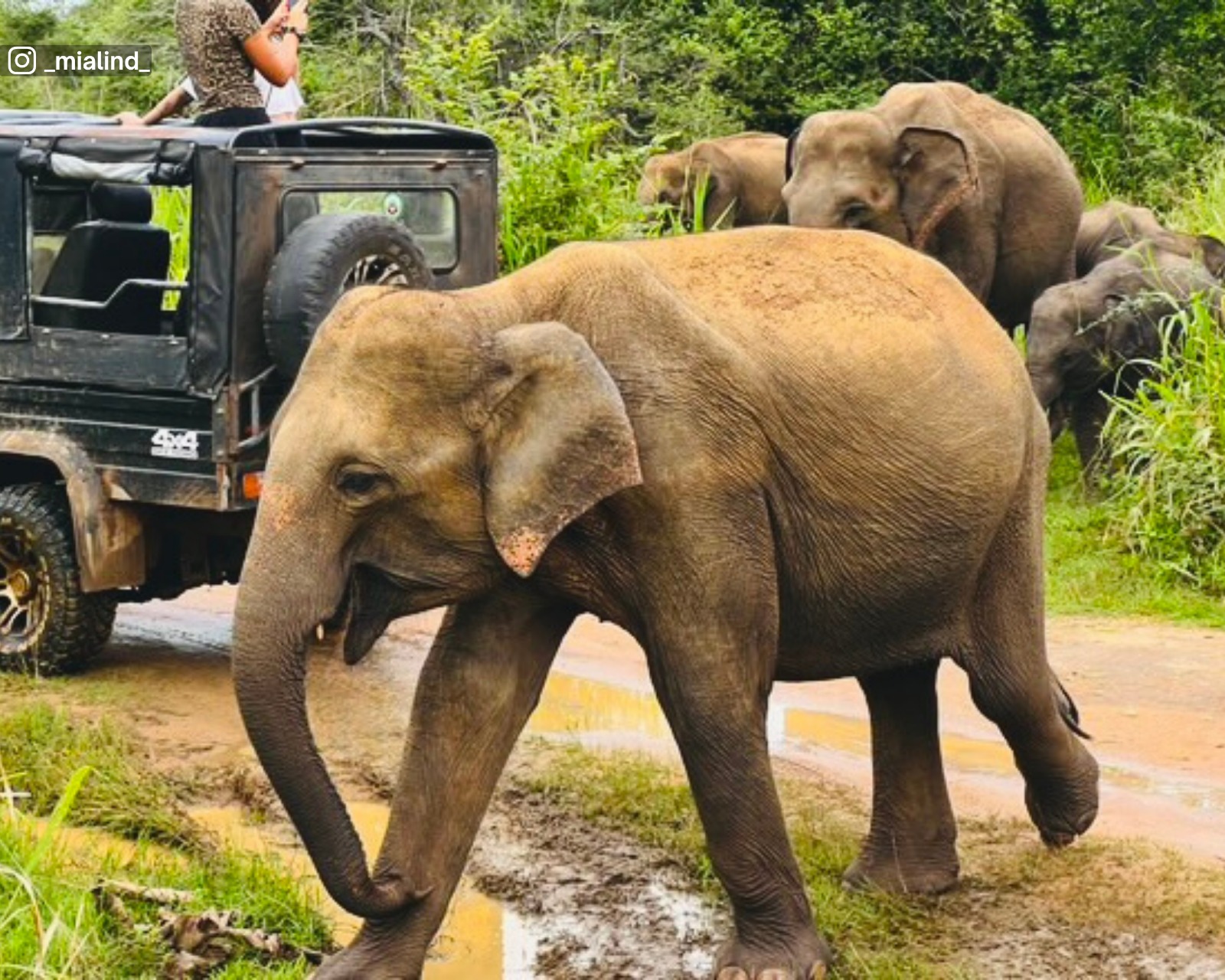 Elephant herd passing by the jeeps at Hurulu Eco Park