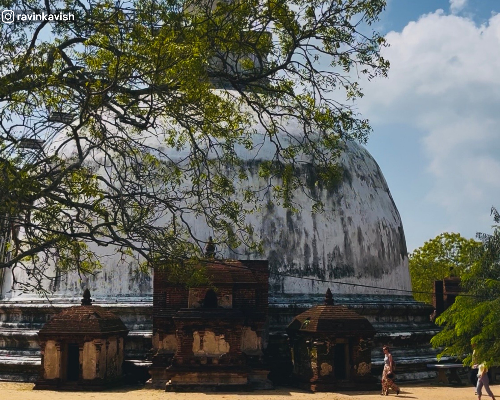 Ancient Kiri Vehera stupa framed by a treeat Alahana Pirivena, Polonnaruwa