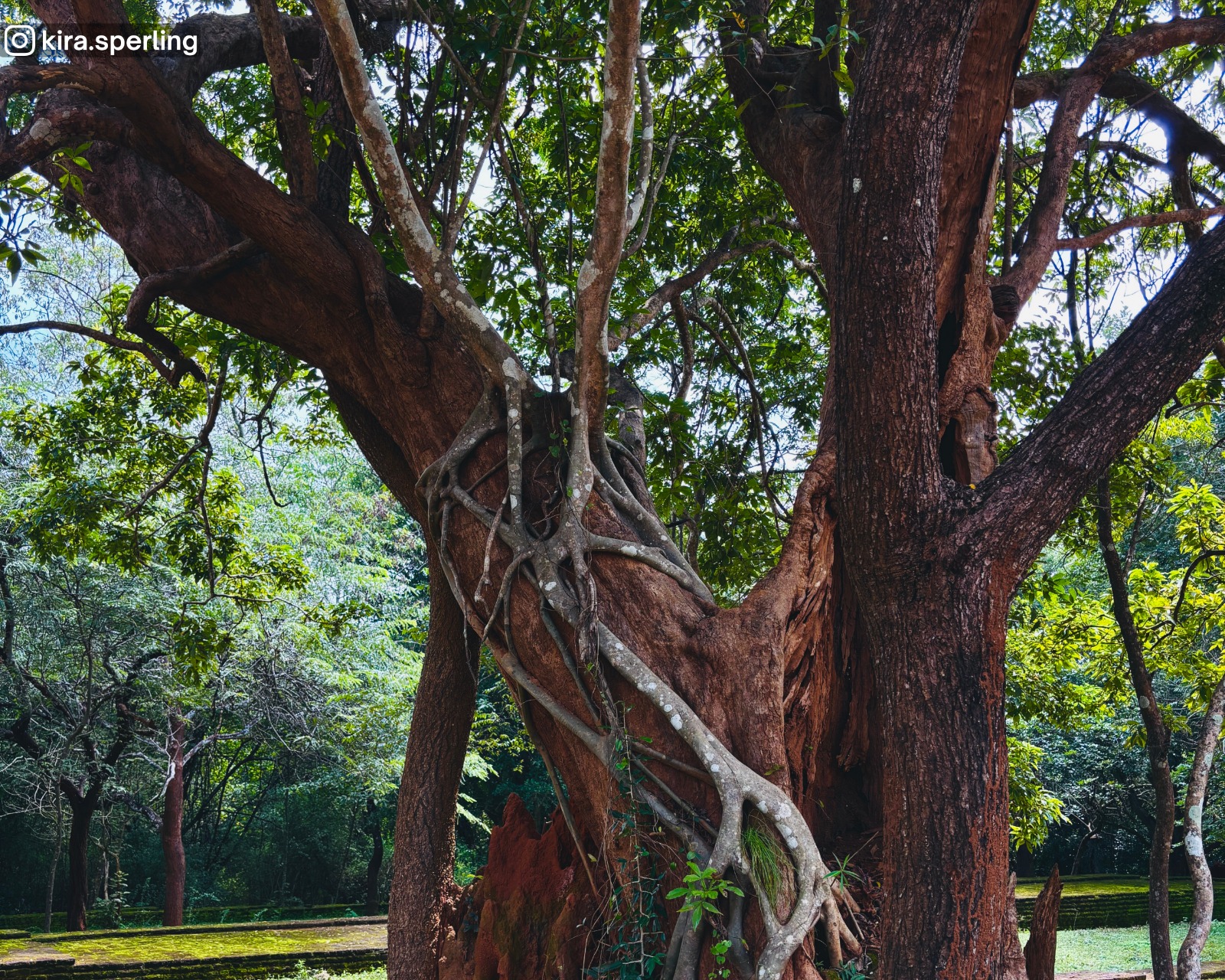 Ancient tree at Potgul Temple in Polonnaruwa