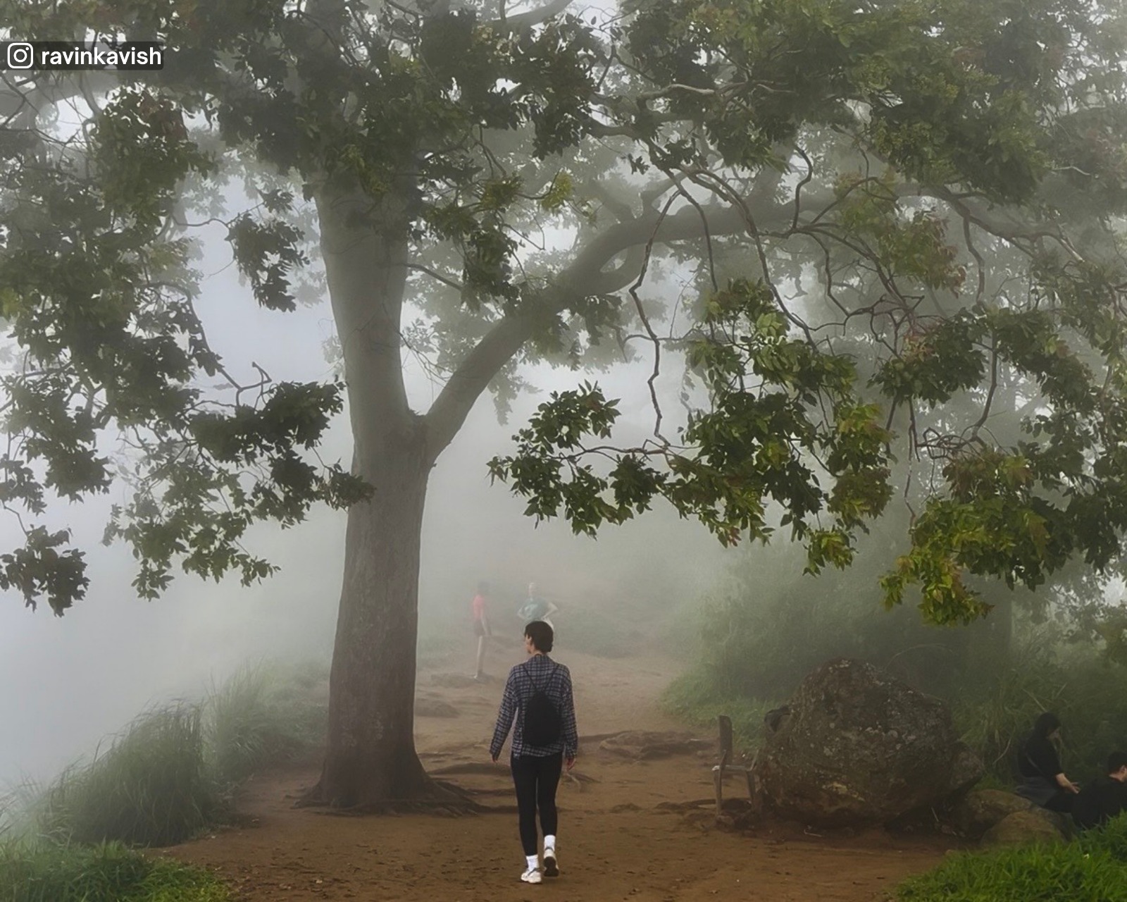 Closer view of the iconic eucalyptus tree at the summit of Little Adam’s Peak, partially visible through the mist