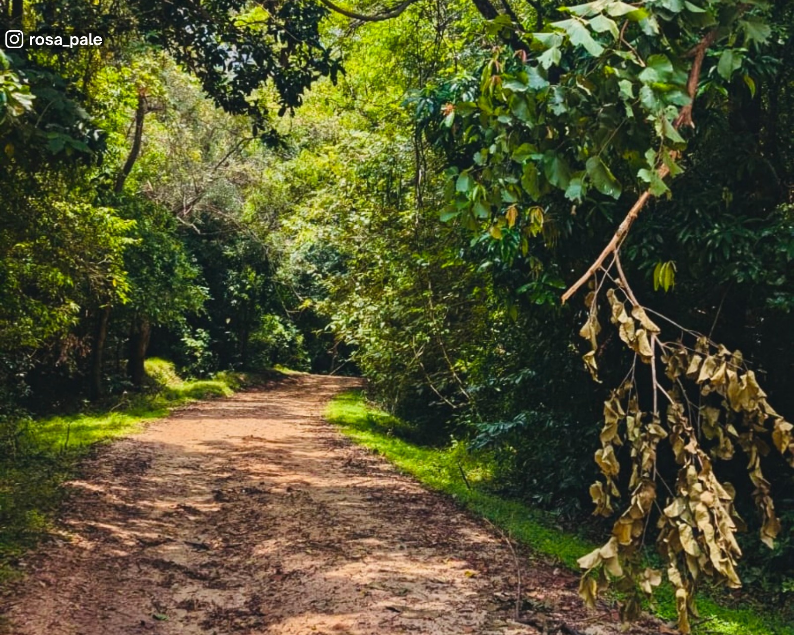 Dense forest trail leading to Ritigala Ancient Monastery