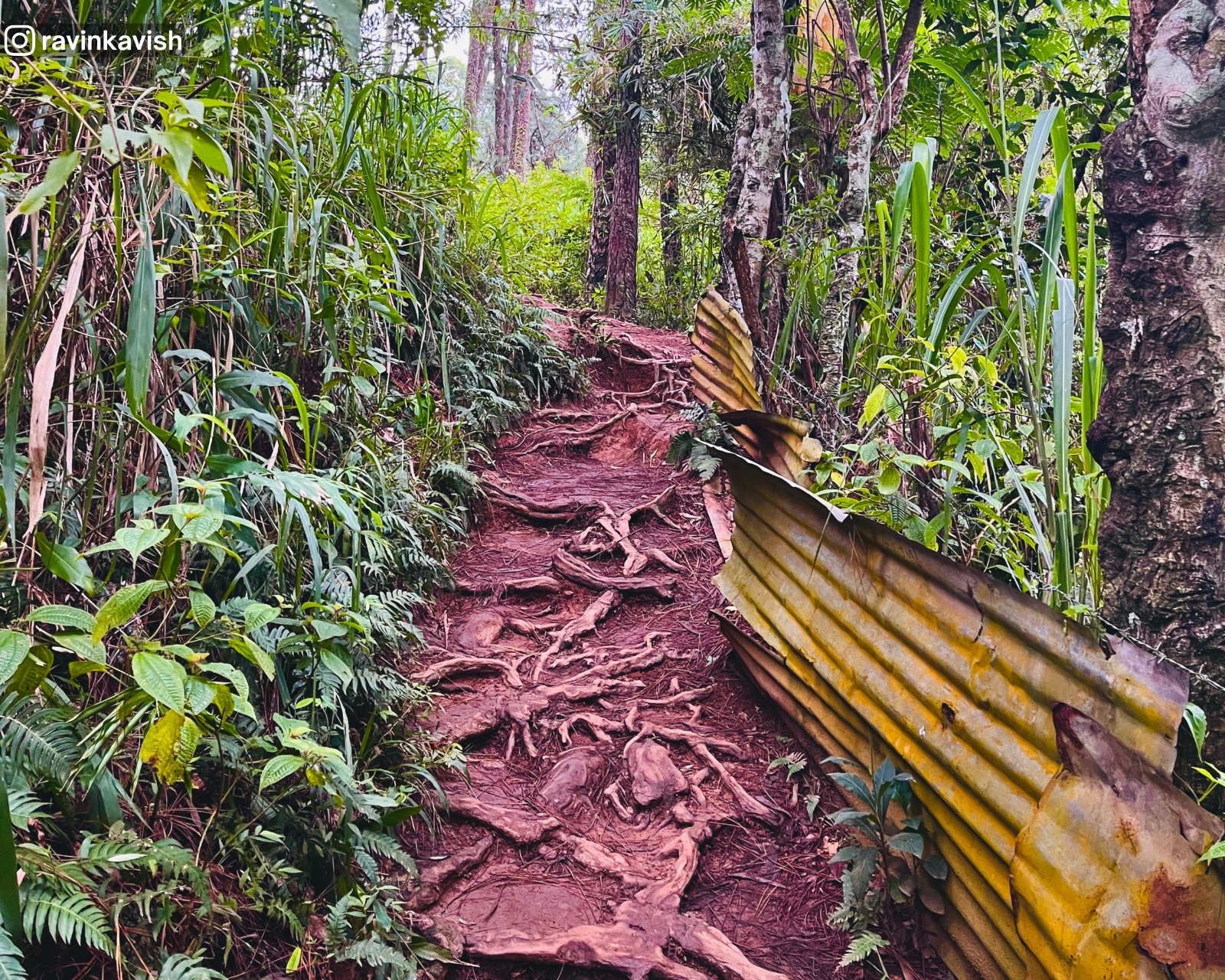 Dirt path with tree roots and surrounding greenery along the trekking trail to Nine Arch Bridge, Demodara near Ella