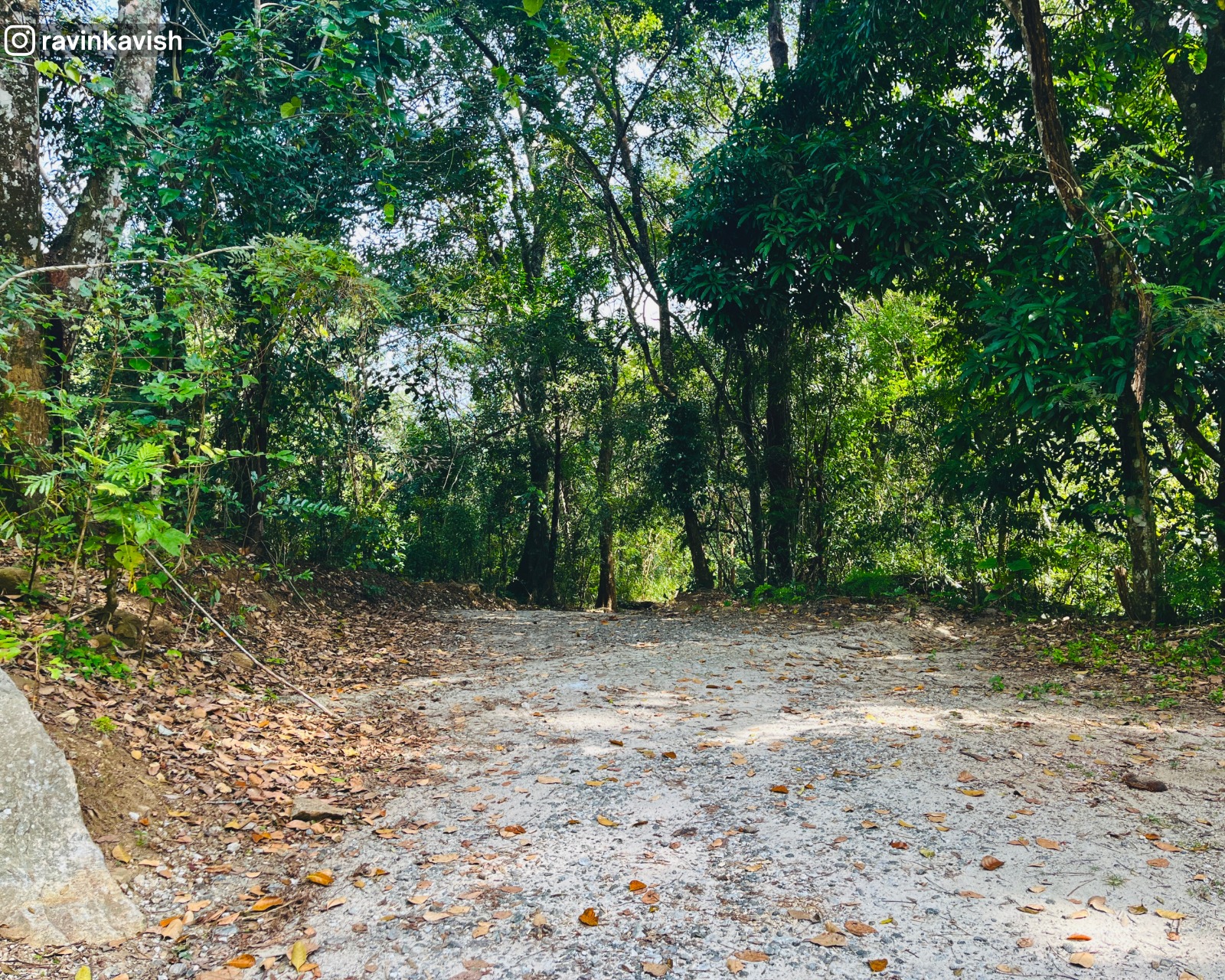 Dirt road surrounded by trees near Rakkiththa Kanda Rajamaha Viharaya, showing a peaceful forested path