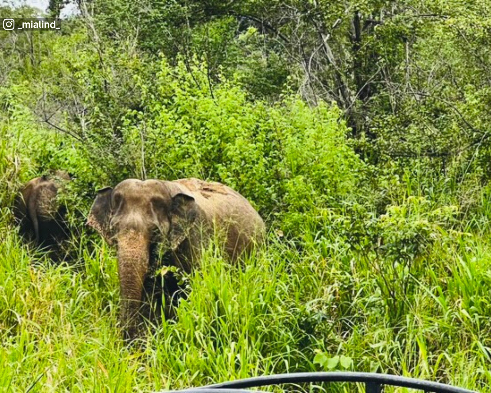 Elephants in the tall grasslands at Hurulu Eco Park