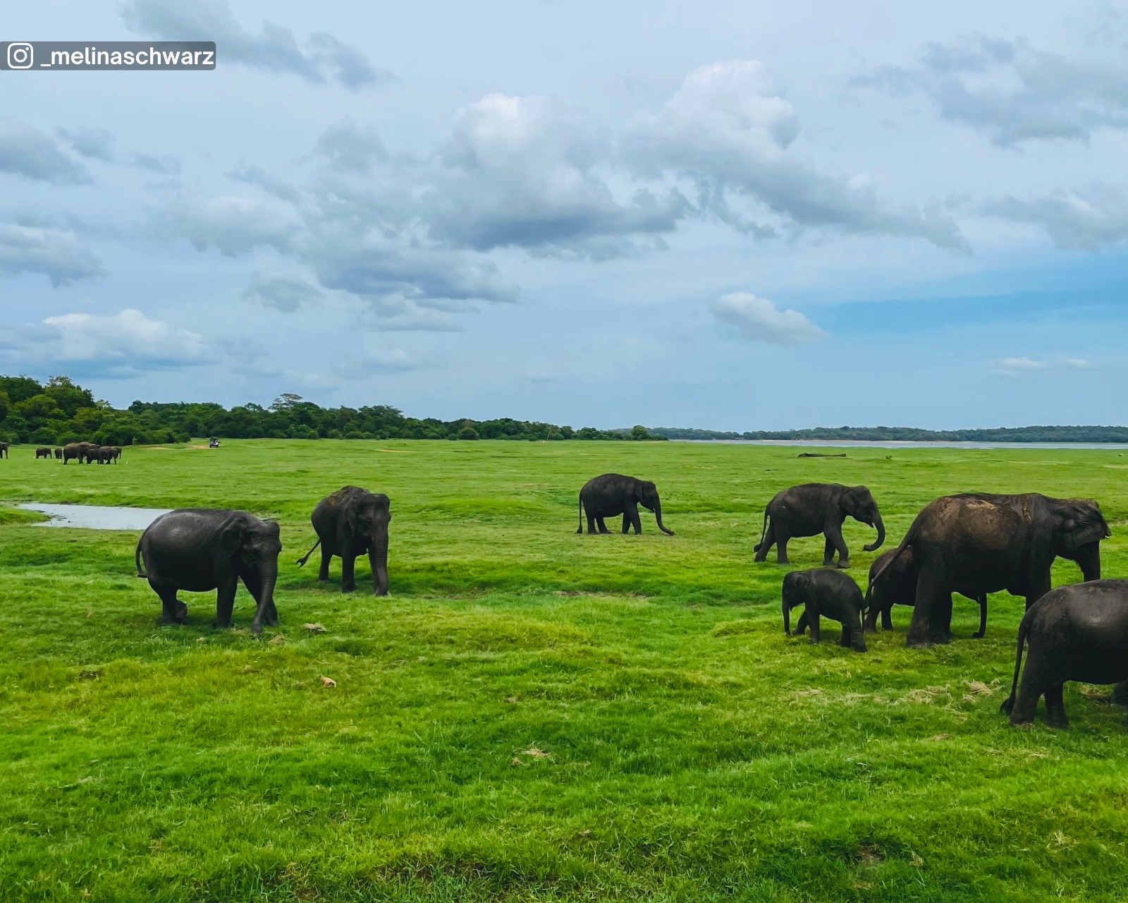 Elephants gathered on the open grasslands at Kaudulla National Park