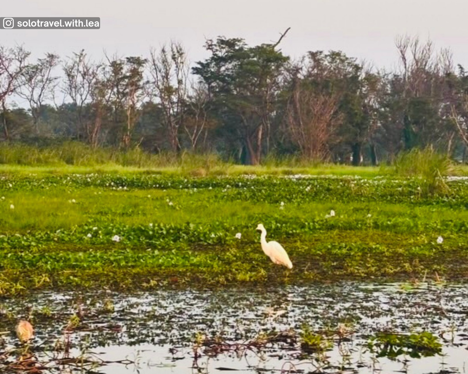 Green reeds with egrets in Hiriwaduna Lake