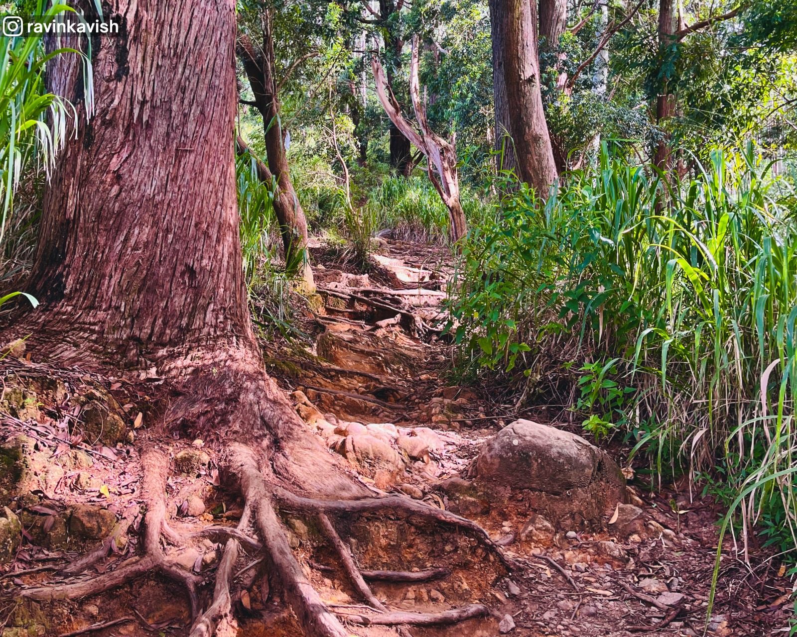 Hiking path covered with tree roots, dirt, and stones along the trail of Ella Rock, surrounded by forest and greenery