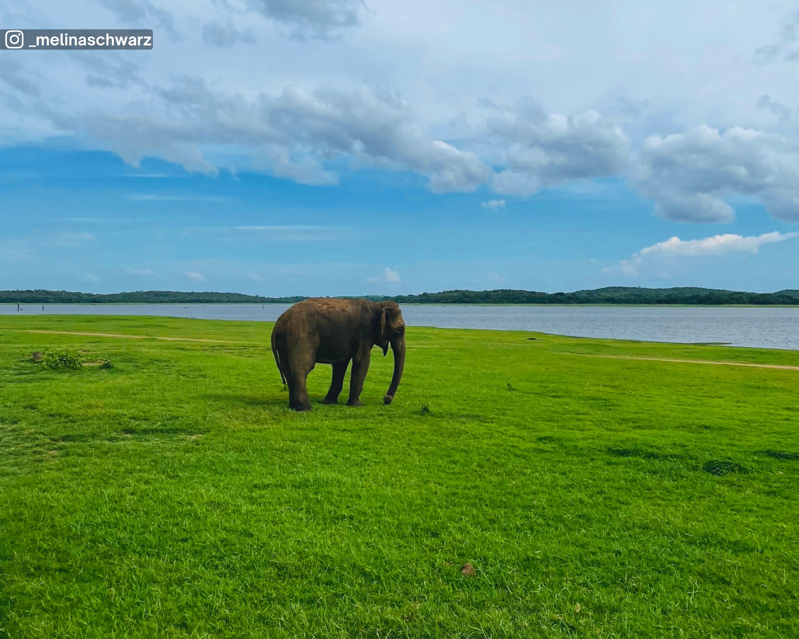 Lone elephant feeding near Kaudulla Lake