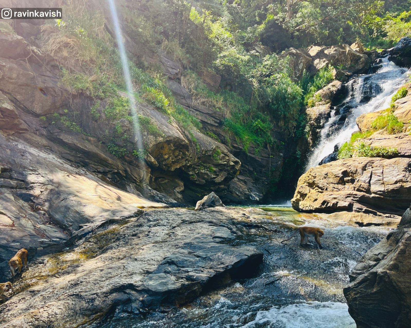 Monkeys foraging on wet rocks at Ravana Waterfall in Ella occasionally picking algae and moss showcasing Sri Lankas wildlife and natural beauty