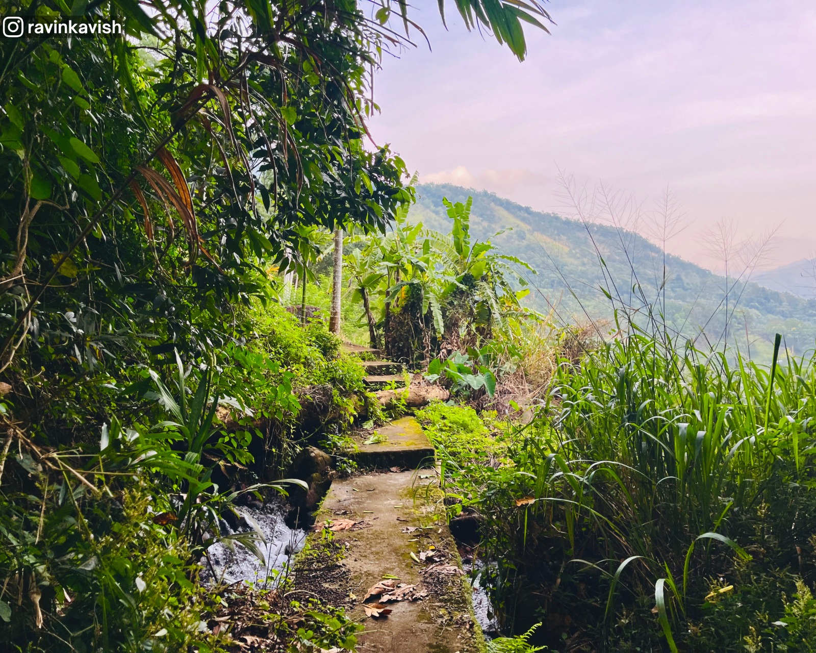 Narrow man made trail at one point leading to Visari Waterfall near Ella surrounded by natural vegetation showcasing Sri Lankas landscape