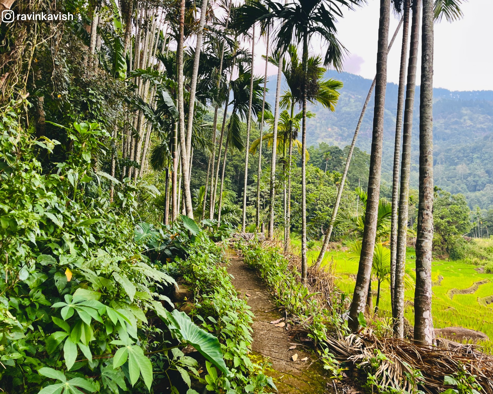 Narrow path lined with palm trees with paddy fields on one side and a small forested area on the other near Ella with a shallow water line and wetland plants