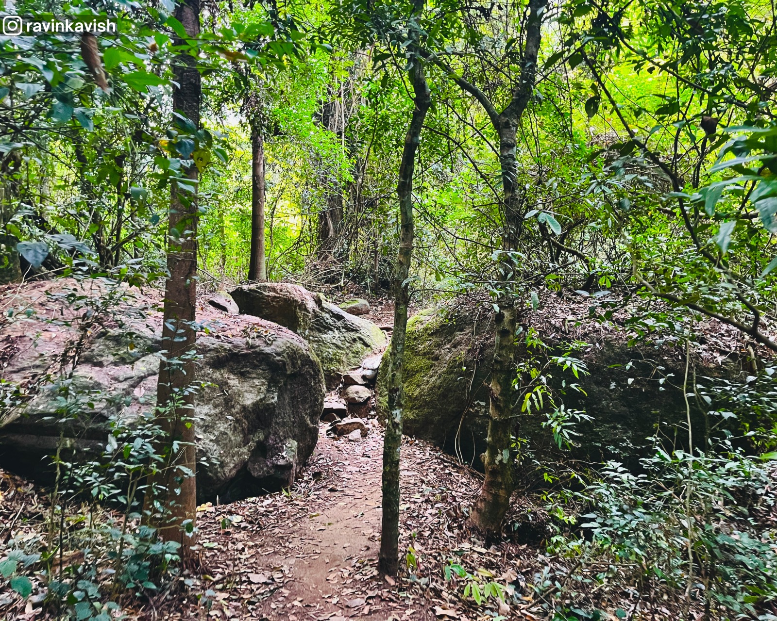 Natural trail through rocks and vines leading to Ellewala Waterfall in Ella showcasing Sri Lankas natural landscapes