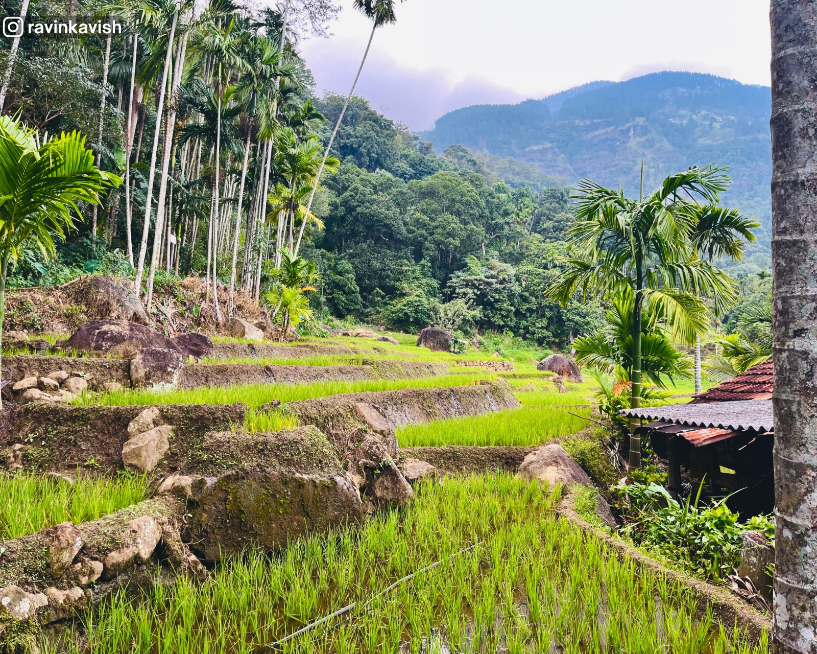 Paddy fields with distant mountains and rows of planted palm trees seen during the Visari Waterfall trek near Ella showcasing Sri Lankas rural landscapes