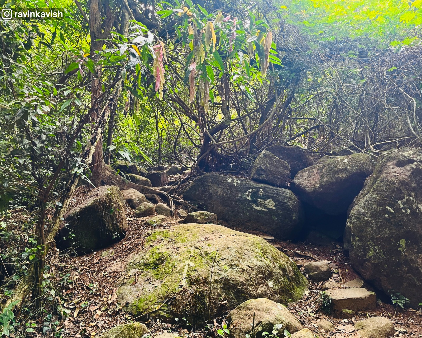 Path to Ellewala Waterfall in Ella weaving through rocks, trees, and vines showcasing Sri Lankas lush landscapes