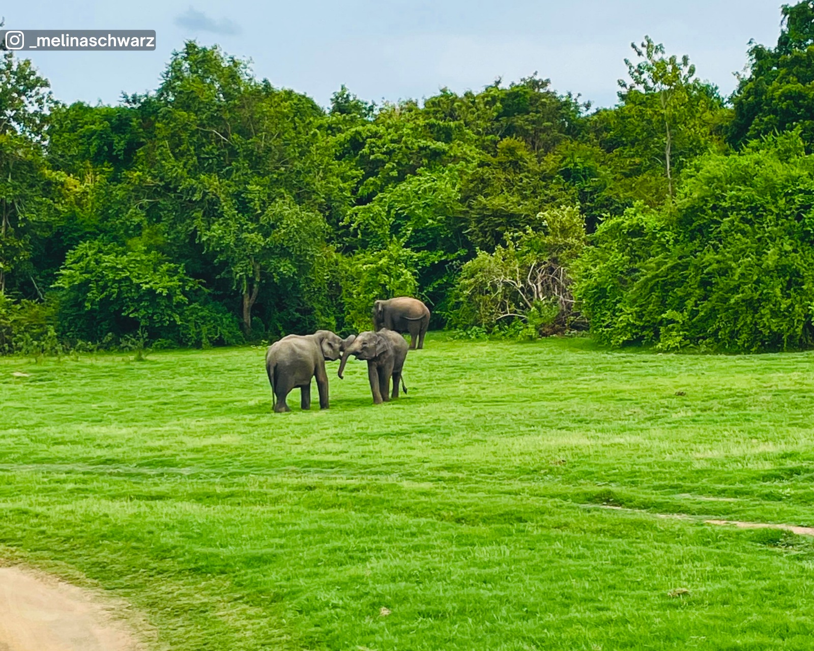 Playful young elephants in the fields at Kaudulla National Park