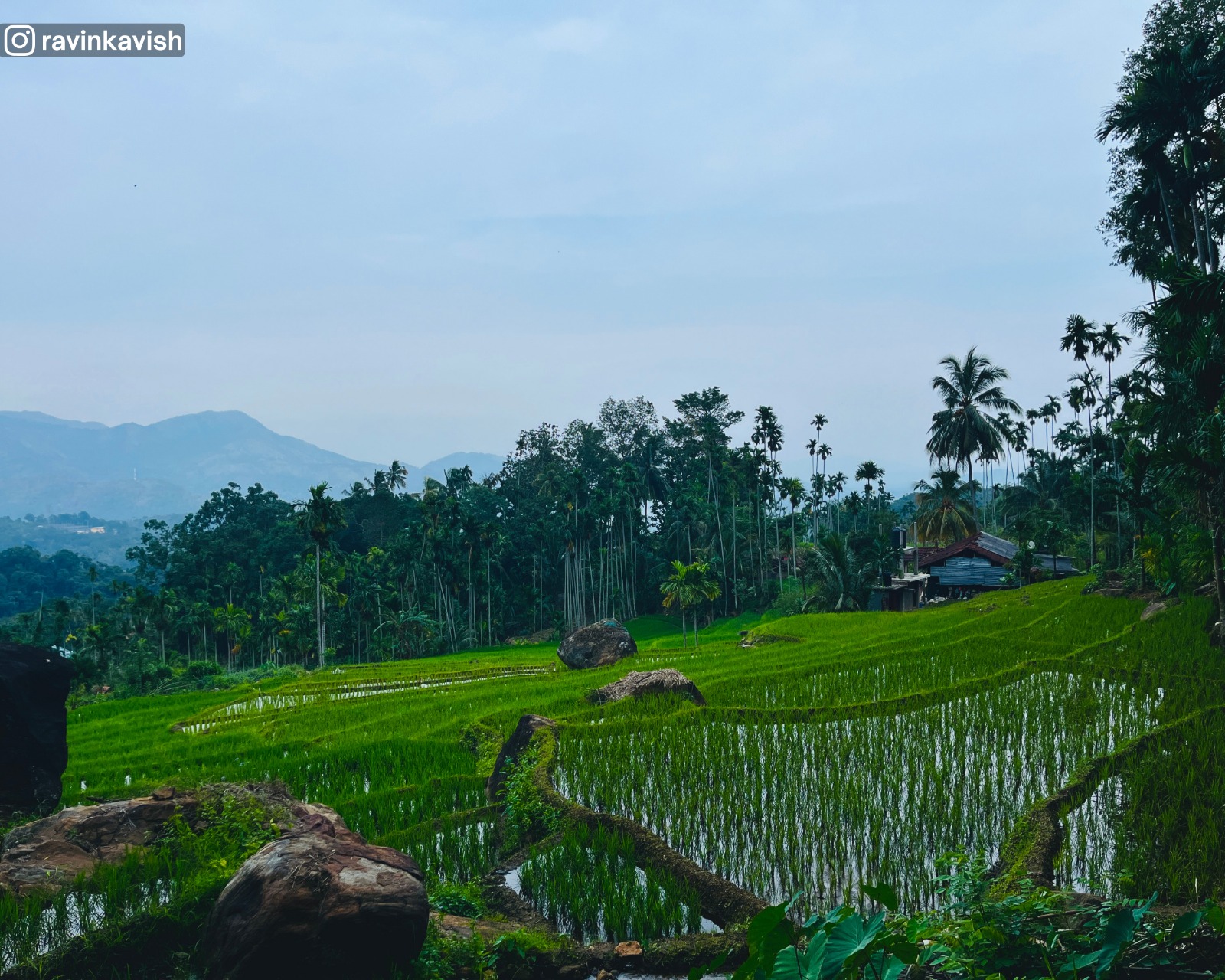 Rice fields and distant mountains seen at the beginning of the Visari Waterfall trail near Ella showcasing Sri Lankas rural landscapes