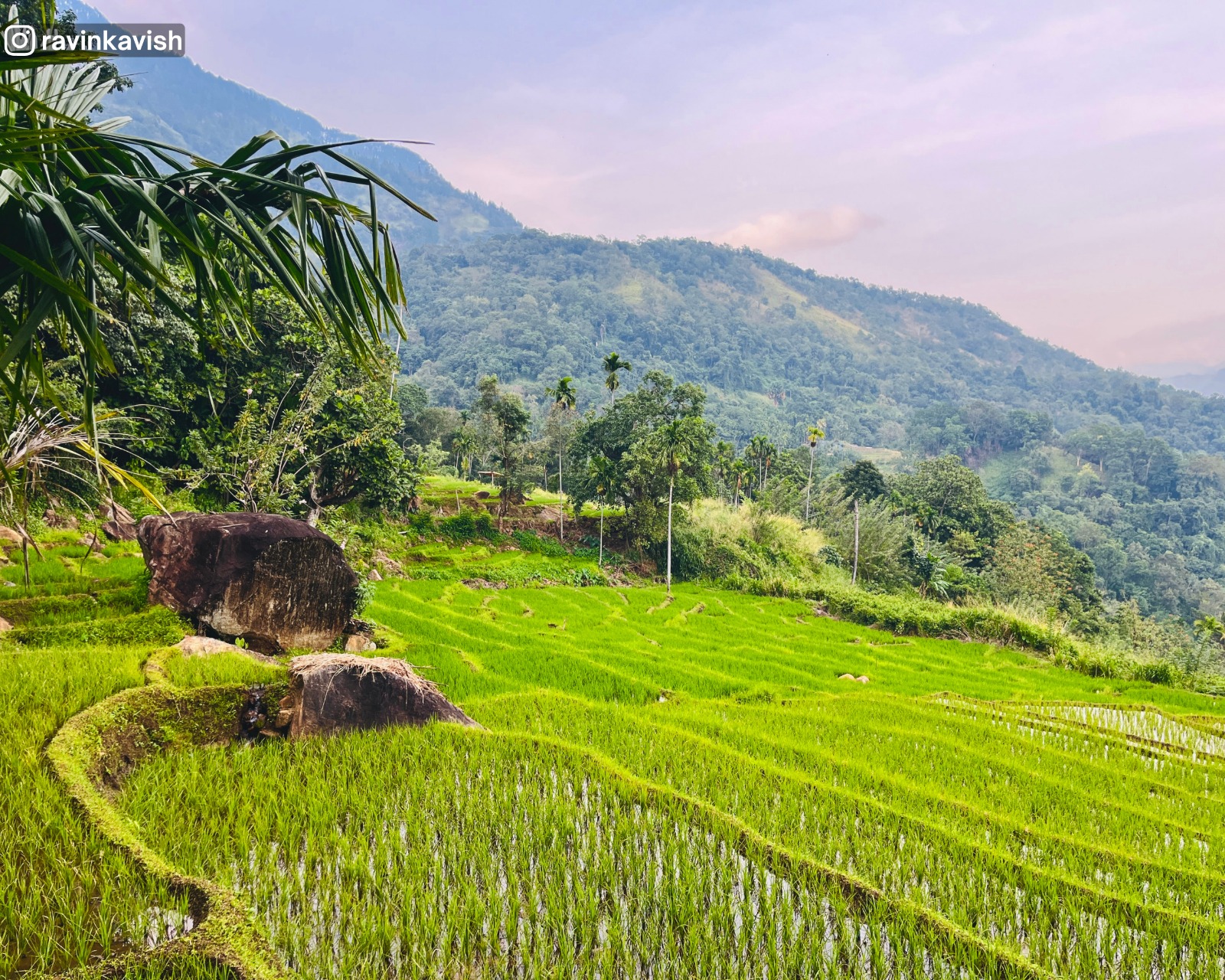 Rice fields and mountain scenery a few minutes along the Visari Waterfall trail near Ella showcasing Sri Lankas rural landscape
