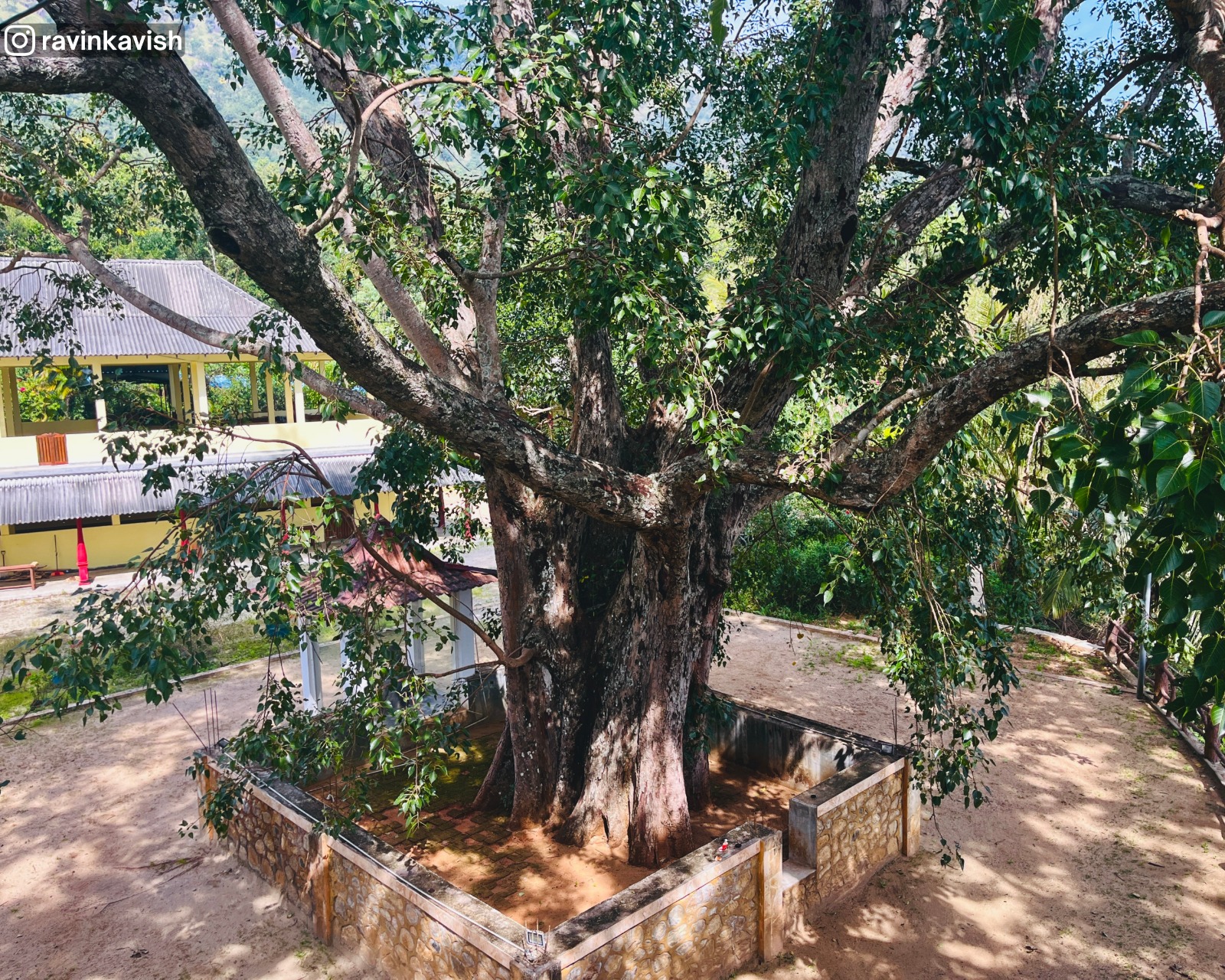 Sacred Bo tree at Rakkiththa Kanda Rajamaha Viharaya seen from a higher angle, surrounded by greenery showcasing Sri Lankas cultural and spiritual heritage