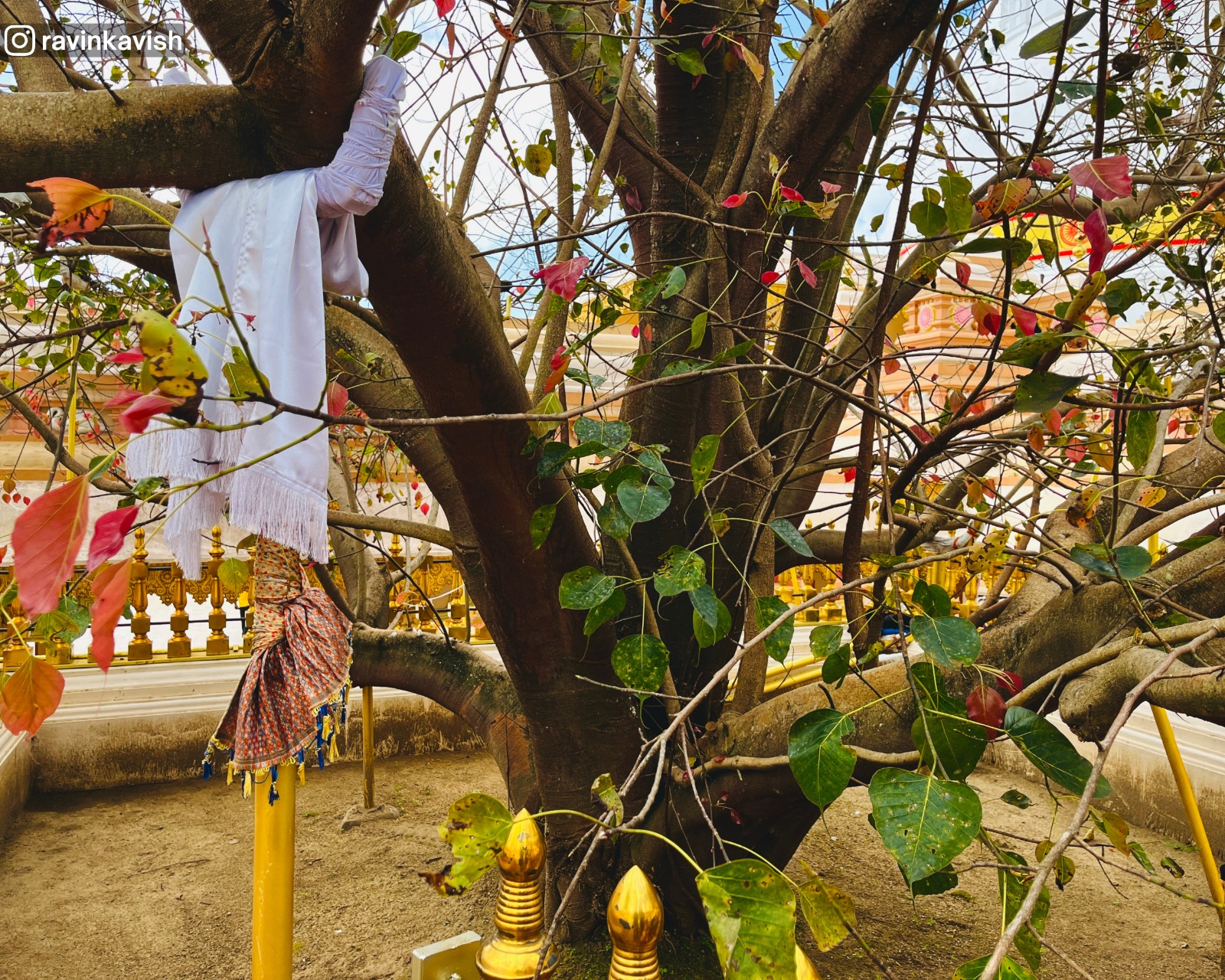 Sacred Bodhi tree at Mahamevnawa Buddhist Monastery Kumbalwela in Ella showcasing Sri Lankas religious heritage