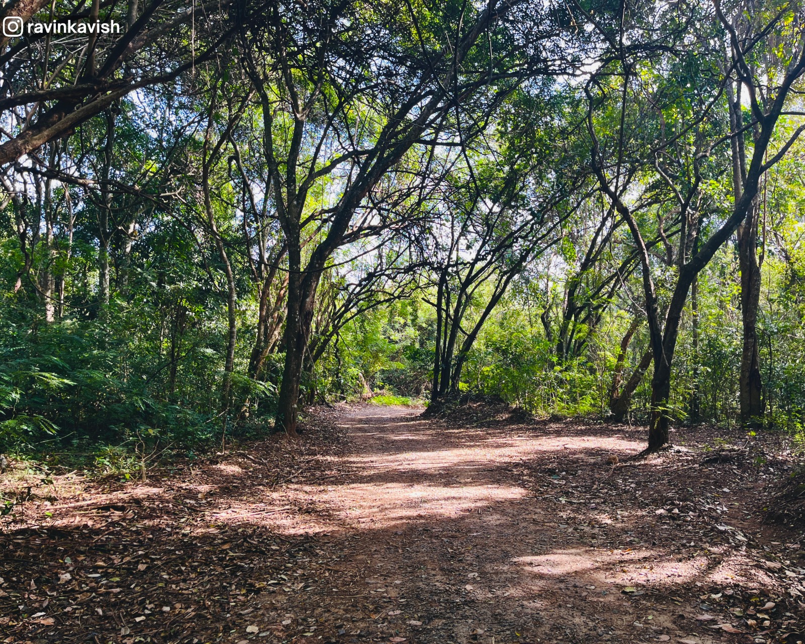 Scenic dirt road near Rakkiththa Kanda Rajamaha Viharaya, lined with trees and greenery