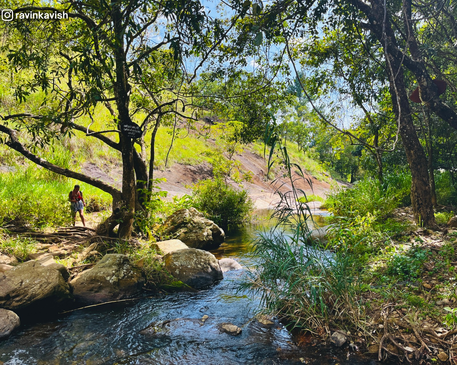 Shaded forest area beside the stream of Diyaluma Waterfall in Ella showcasing Sri Lankas natural beauty and lush landscapes