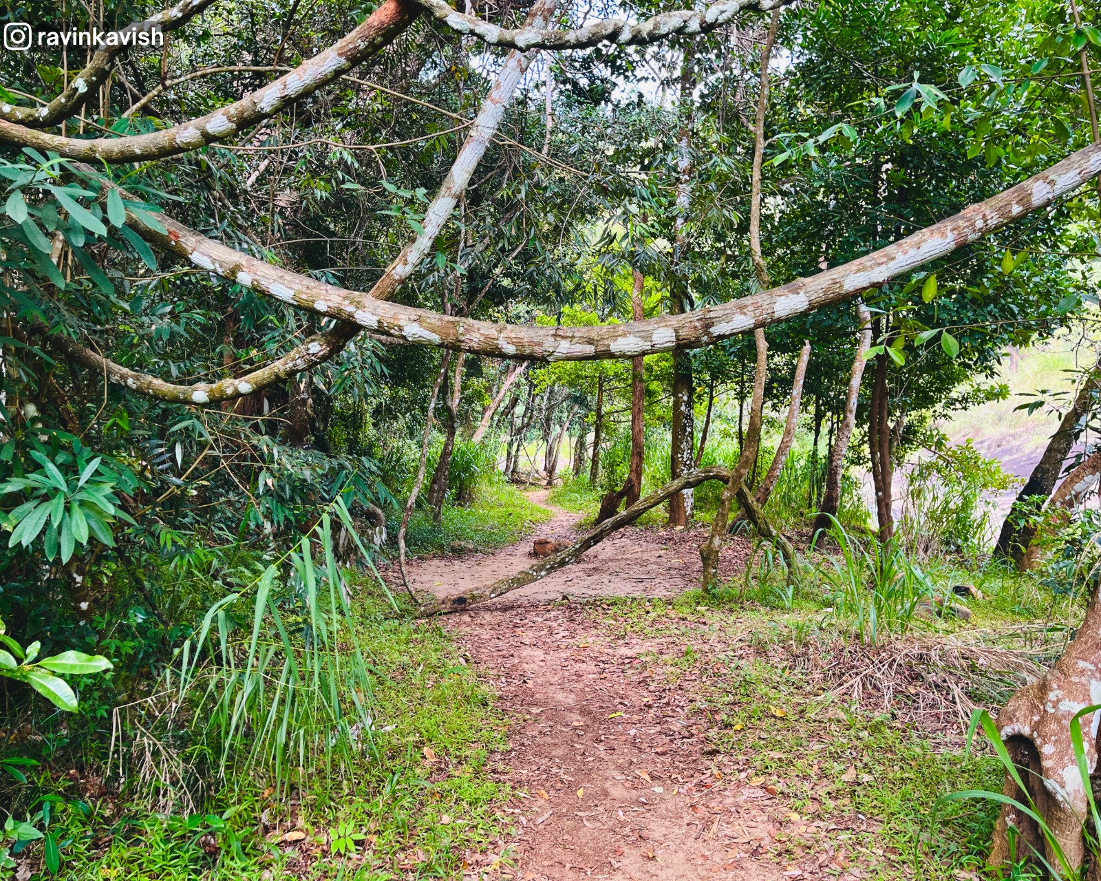 Shaded forest corridor beside the stream of Diyaluma Waterfall in Ella showcasing Sri Lankas natural beauty and lush landscapes