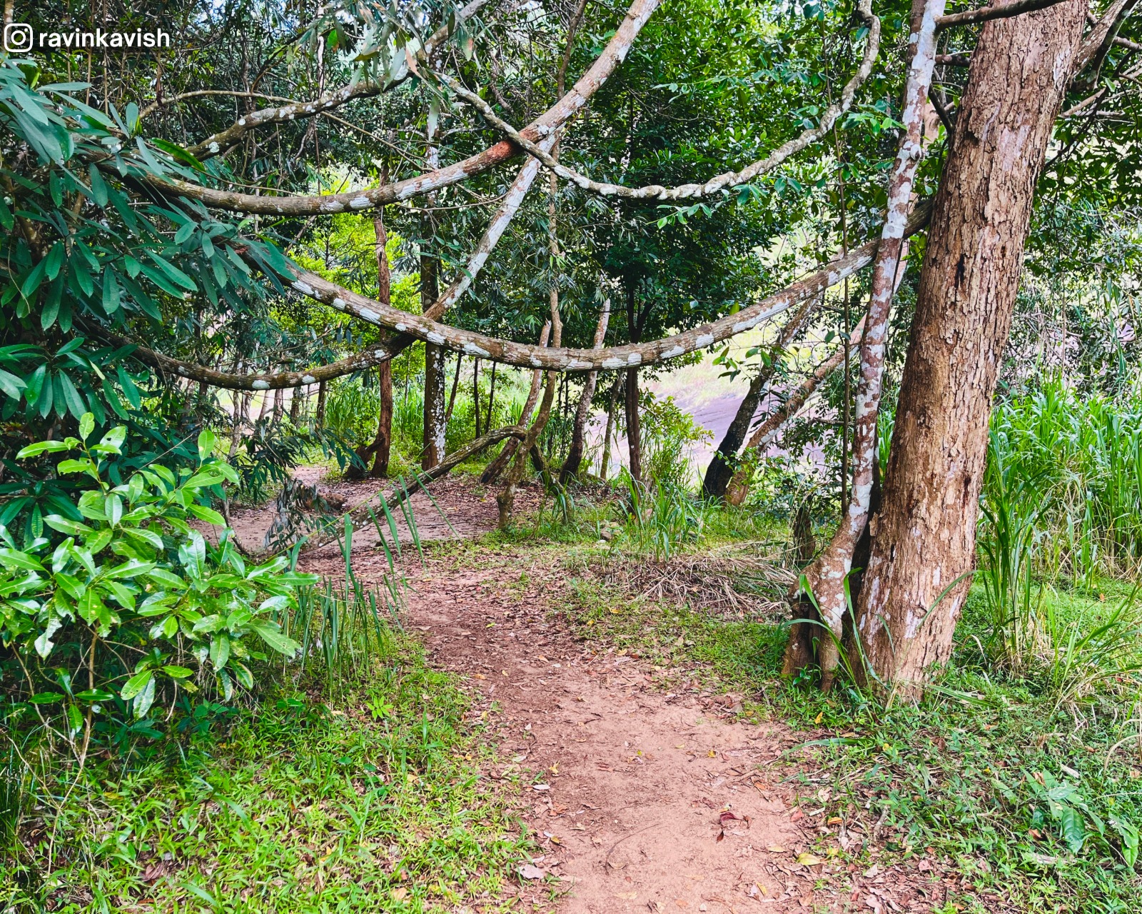 Shaded forest corridor beside the stream of Diyaluma Waterfall in Ella showcasing Sri Lankas natural beauty and lush landscapes
