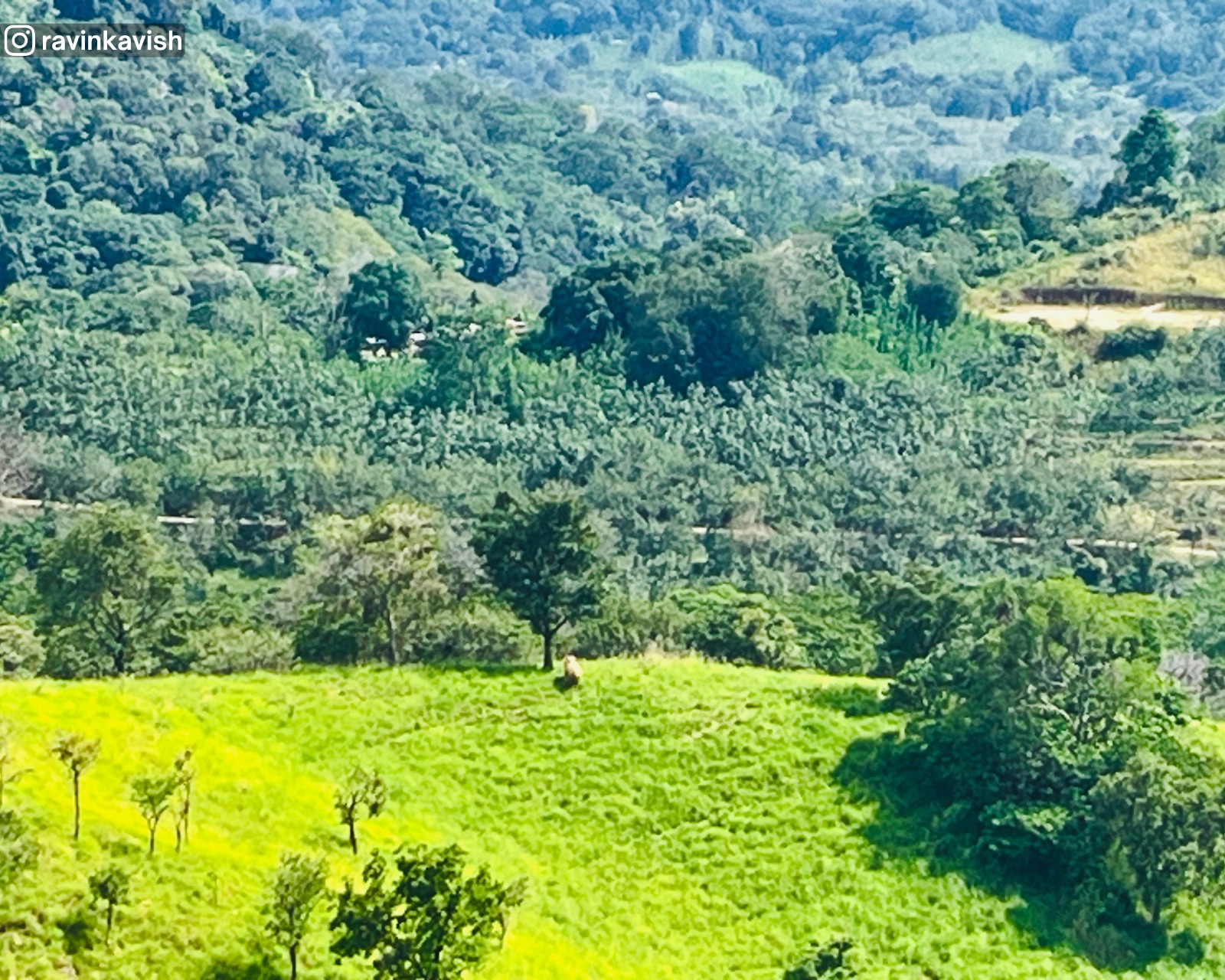 Spotting a lone elephant in the distance at the open grassland from the summit of the final drop of Diyaluma Waterfall in Ella showcasing Sri Lankas wildlife and natural beauty