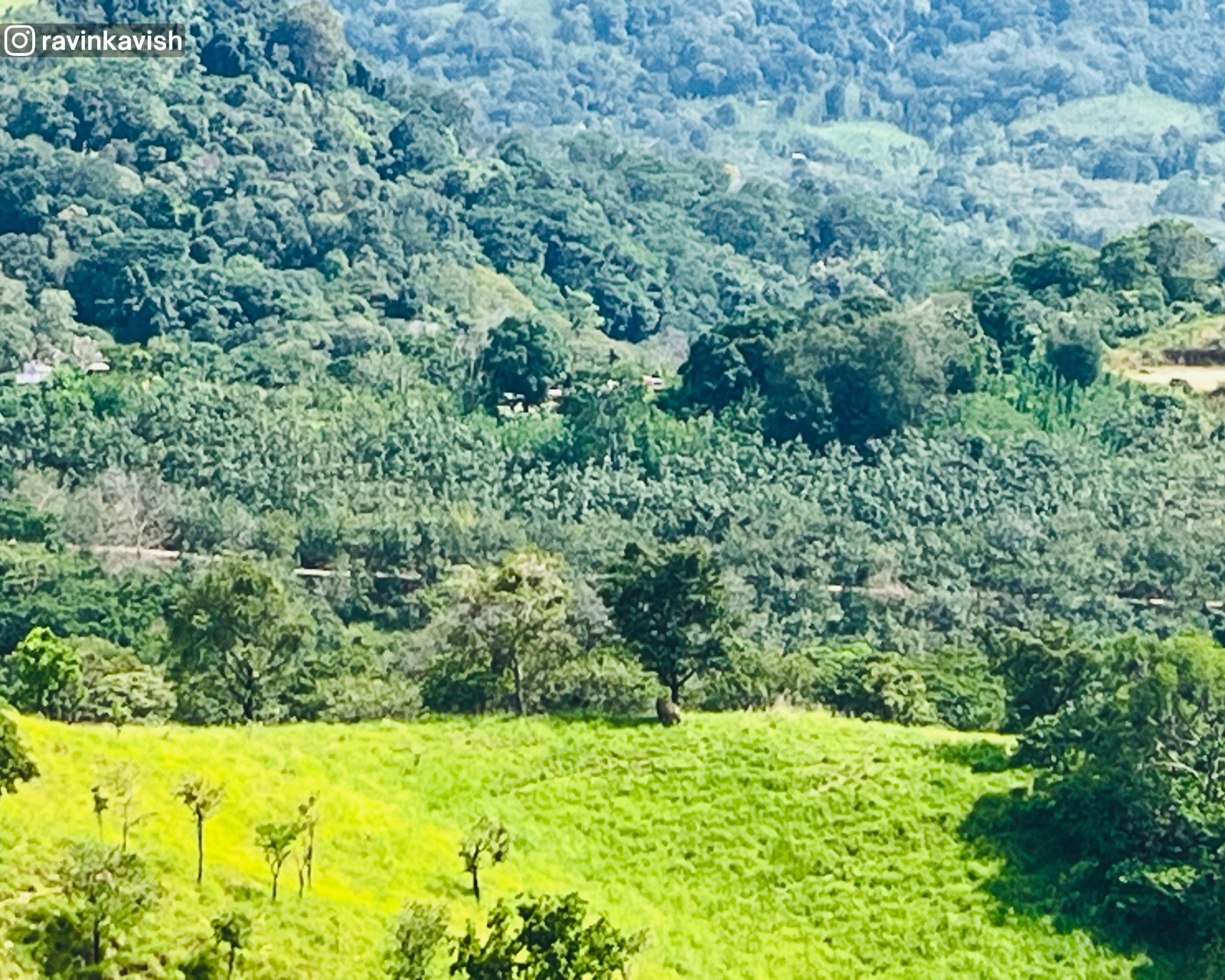 Spotting a lone elephant in the open grassland from the summit of the final drop of Diyaluma Waterfall in Ella showcasing Sri Lankas wildlife and natural beauty