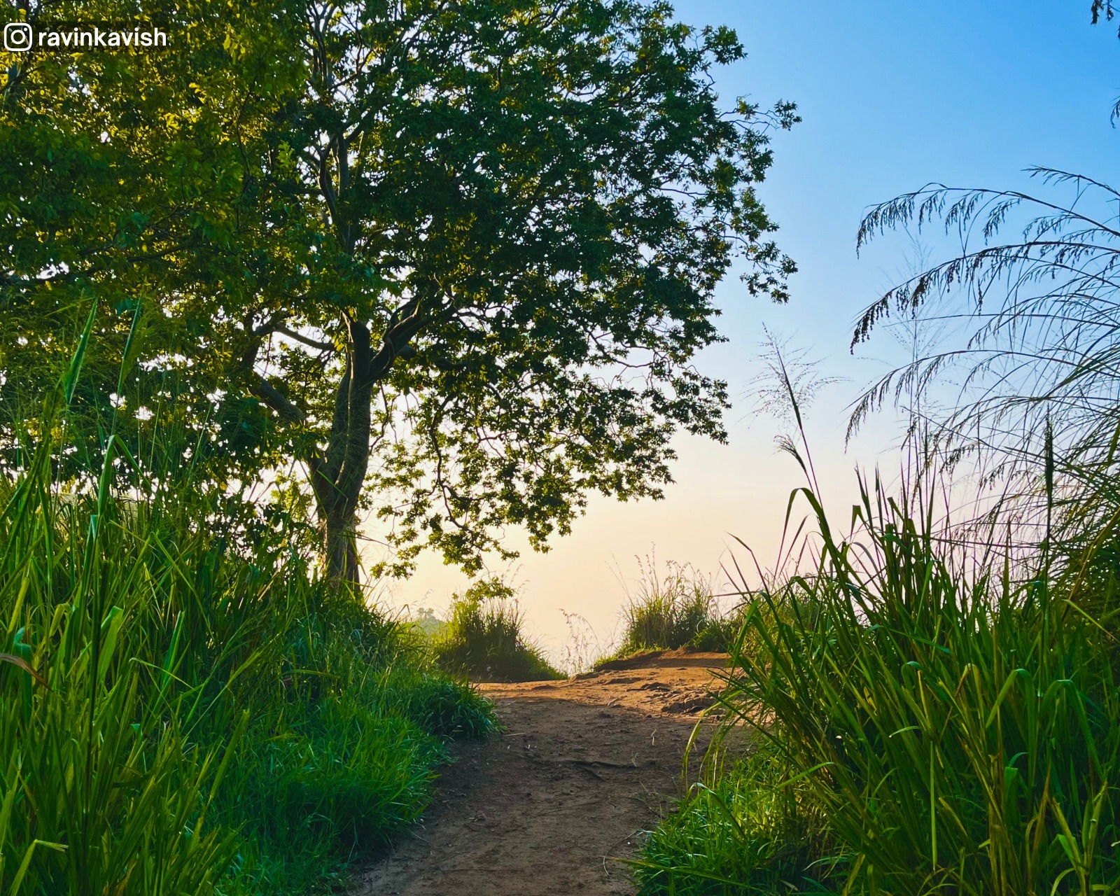 Trail through tall grasses leading to the summit of Little Adam’s Peak, with the old eucalyptus tree ahead and the morning sky in the background