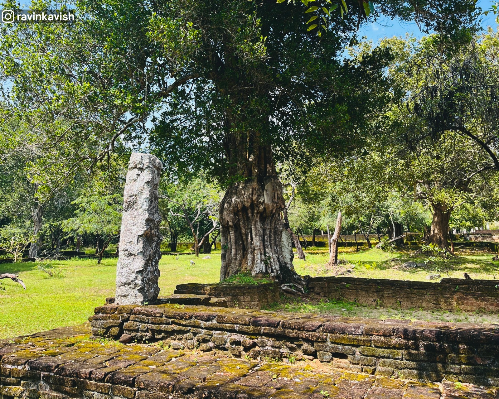 Trees overgrowing the ancient structures at Alahana Monastery, Polonnaruwa