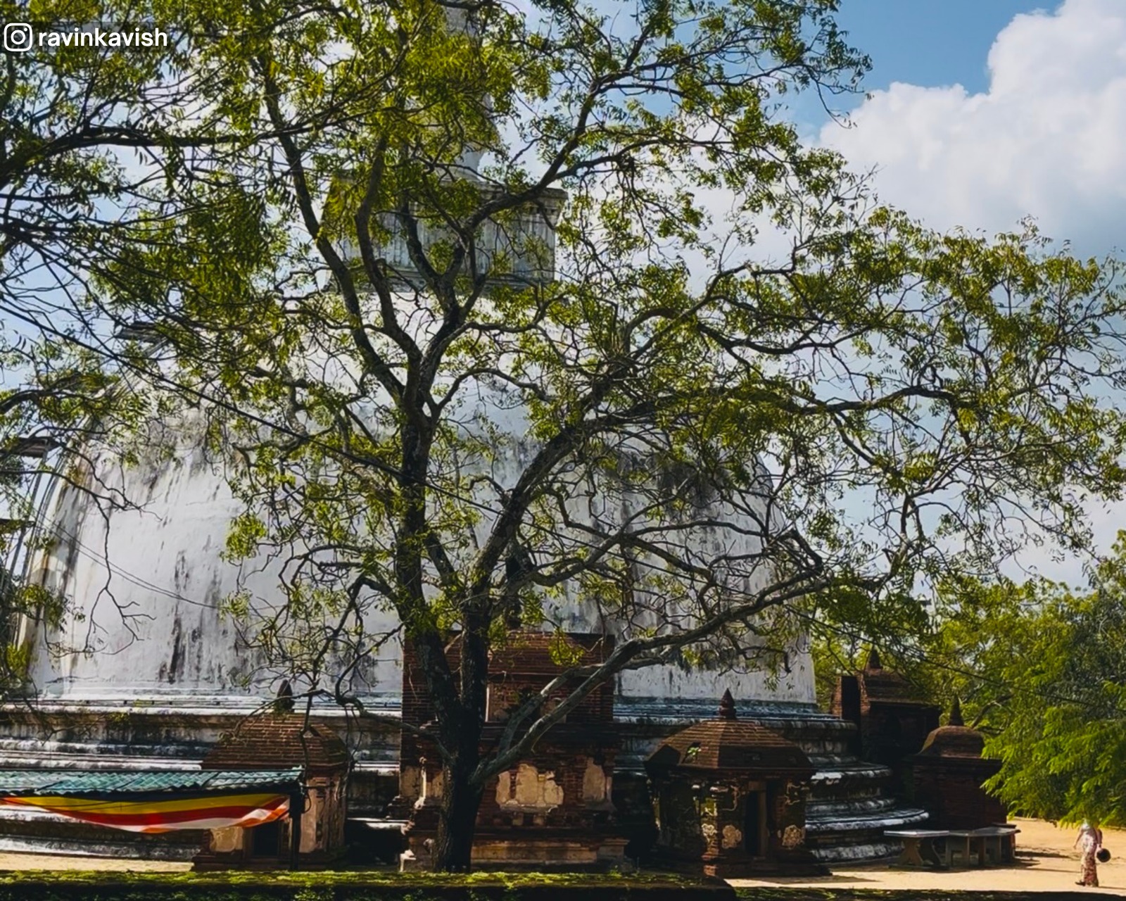 View of the ancient Kiri Vehera stupa through a tree at Alahana Monastery in Polonnaruwa