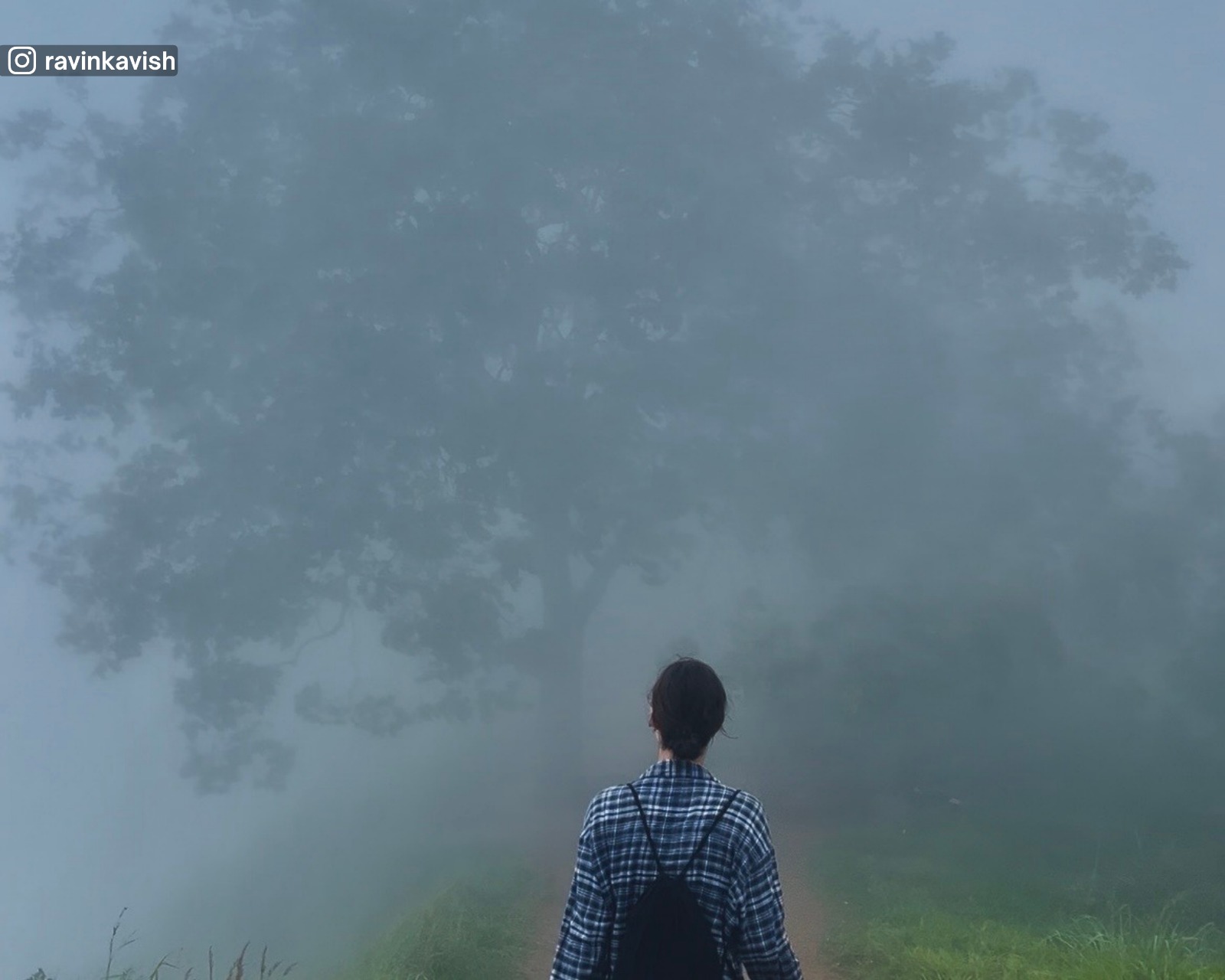 Walk at the summit of Little Adam’s Peak during fog, with the iconic eucalyptus tree visible as a shadowy shape through the fog