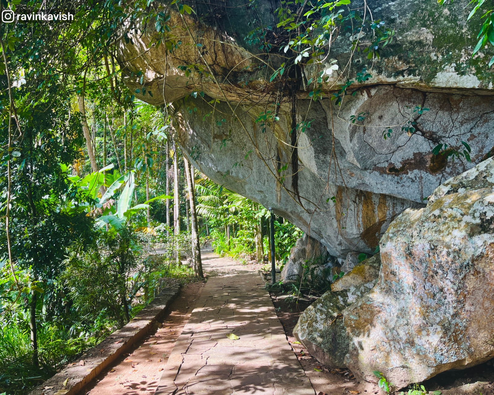 Walking path inside Rakkiththa Kanda Rajamaha Viharaya with natural greenery alongside and a large rock on the left side of the path