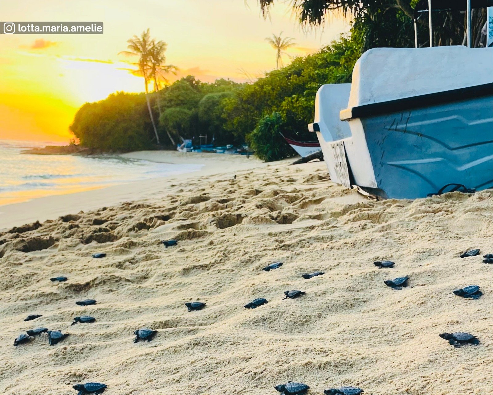 Thalaramba Beach during a sea turtle hatchery