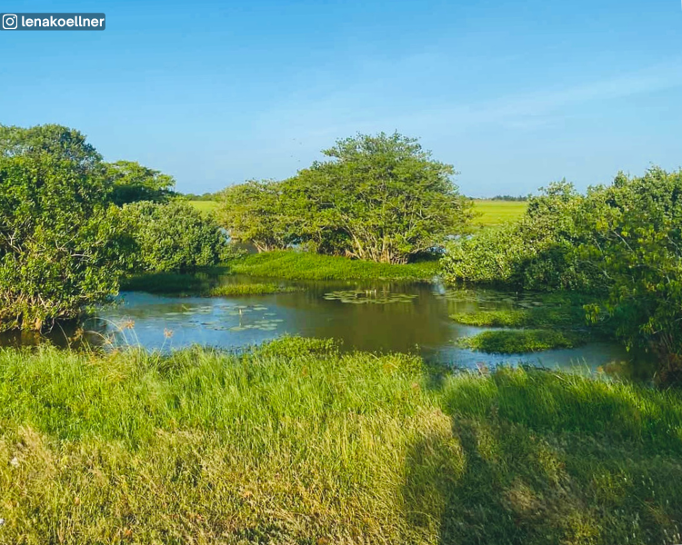 Arugam Lagoon